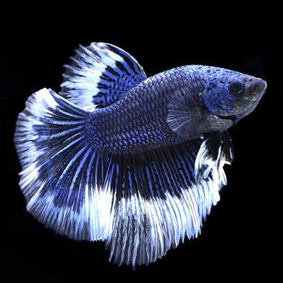 Betta splendens butterfly male