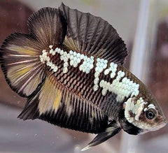 Betta splendens samurai double tail XL