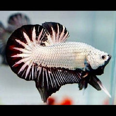 Black dragon black betta vrouw L