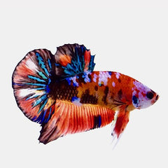 Betta splendens Betta galaxy koi L