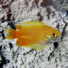 Colisa chuna Honinggourami goud M
