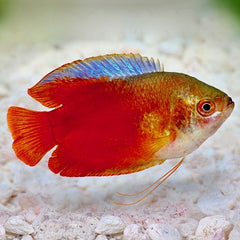 Colisa lalia Dwerggourami rood L