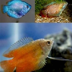 Colisa lalia Dwerggourami mix L @