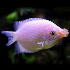 Helostoma temminckii Zoenvis rose ML