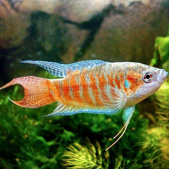 Macr.opercularis-Paradijsvis fire ice SM