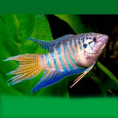 Macr.opercularis Paradijsvis blauw M