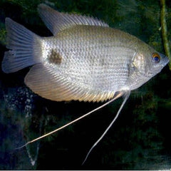 -Osphr.goramy Reuzegourami 6-7 cm