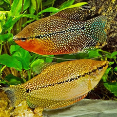 Trichogaster leeri Diamantgourami XL