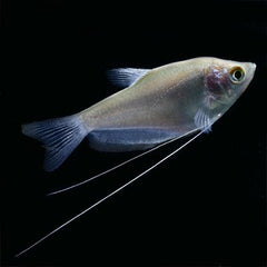 Trich.microlepis Zilvergourami L @