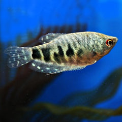 Trich.trichopterus Marmergourami L