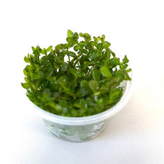 Bacopa caroliana in cup