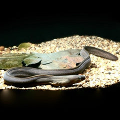 Gymnothorax tile Zoetwater murene ML