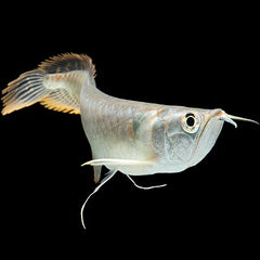 Osteogl.bicirrhosum Zilver arowana S