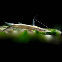 Sorubim lima Lepelaar catfish M