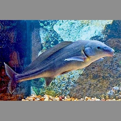 Mormyrus longirostris- Baby dolfijn SM