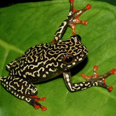 Hyperolius riggenbachi