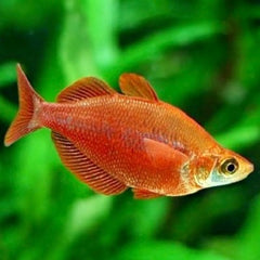 Glossolepis incisus Rode regenboog M