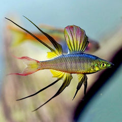 Iriatherina werneri Regenboogzalm M