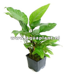 Anubias heterophylla Moederplant