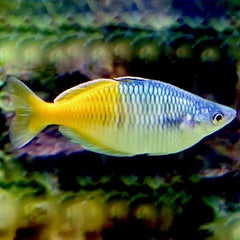 Melanot.boesemani Regenboogzalm ML