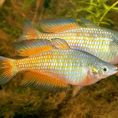 Melanotaenia parkinsoni M
