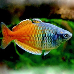 Melanotaenia boesemani sp.red M