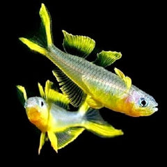 Pseudomugil furcatus Regenboogzalm L