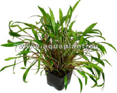 Cryptocoryne wendtii green moederplant