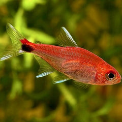 Axelrodia riesei M