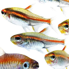 Hemigr.gracilis L Vuurneon L