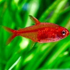 Hyphessobrycon amandae Vuurtetra M #