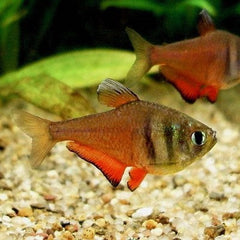 Hyphess.flammeus Rode rio M @