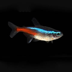 Paracheirodon innesi Neon tetra SM @