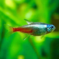 Parach.innesi Neon tetra diamant L