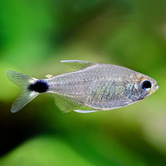 Hyphessobrycon elachys Auro tetra M @