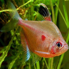 Hyphess.rubrostigma Bloedvlektetra L