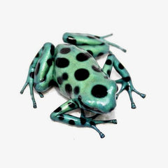 Dendrobates auratus Dartfrog Microspot