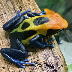 Dendrobates tinctorius Dartfrog Brazi @