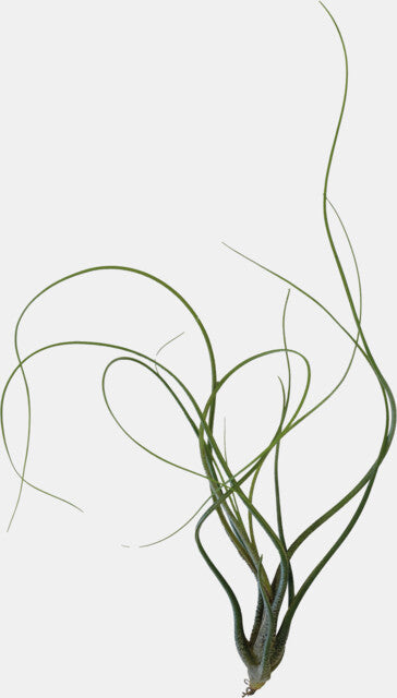 PT Tillandsia butzii