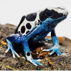 Dendrobates tinctorius Dartfrog Oyapock