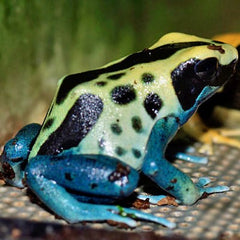 Dendrobates tinctorius Dartfrog Patricia