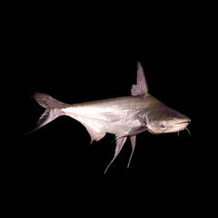 Pangasius sanitwongsi Paroon haai M @
