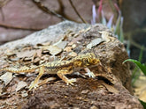 Stenodactylus petrii