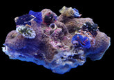 Spirobranchus spp. (+Rock) (Australia)