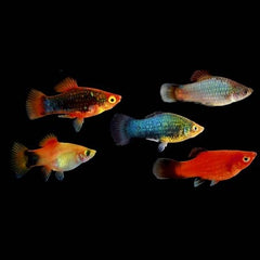 Xiph.maculatus Platy mix M #