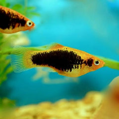 Xiph.maculatus Platy tuxedo geel M