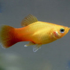 Xiph.maculatus Platy goud M
