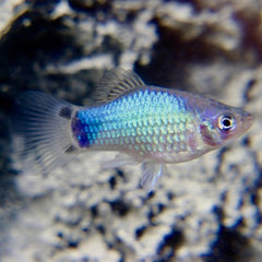 Xiph.maculatus Platy blauw M