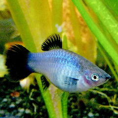 Xiph.maculatus Platy blue wagtail M