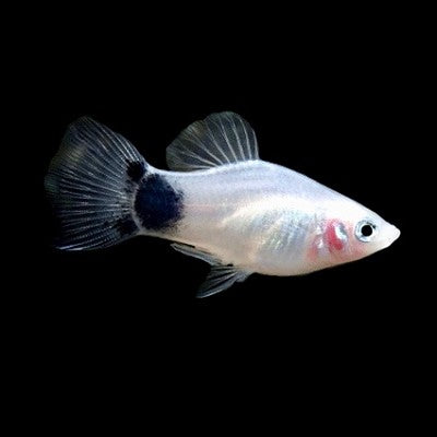Platy white mickey mouse
